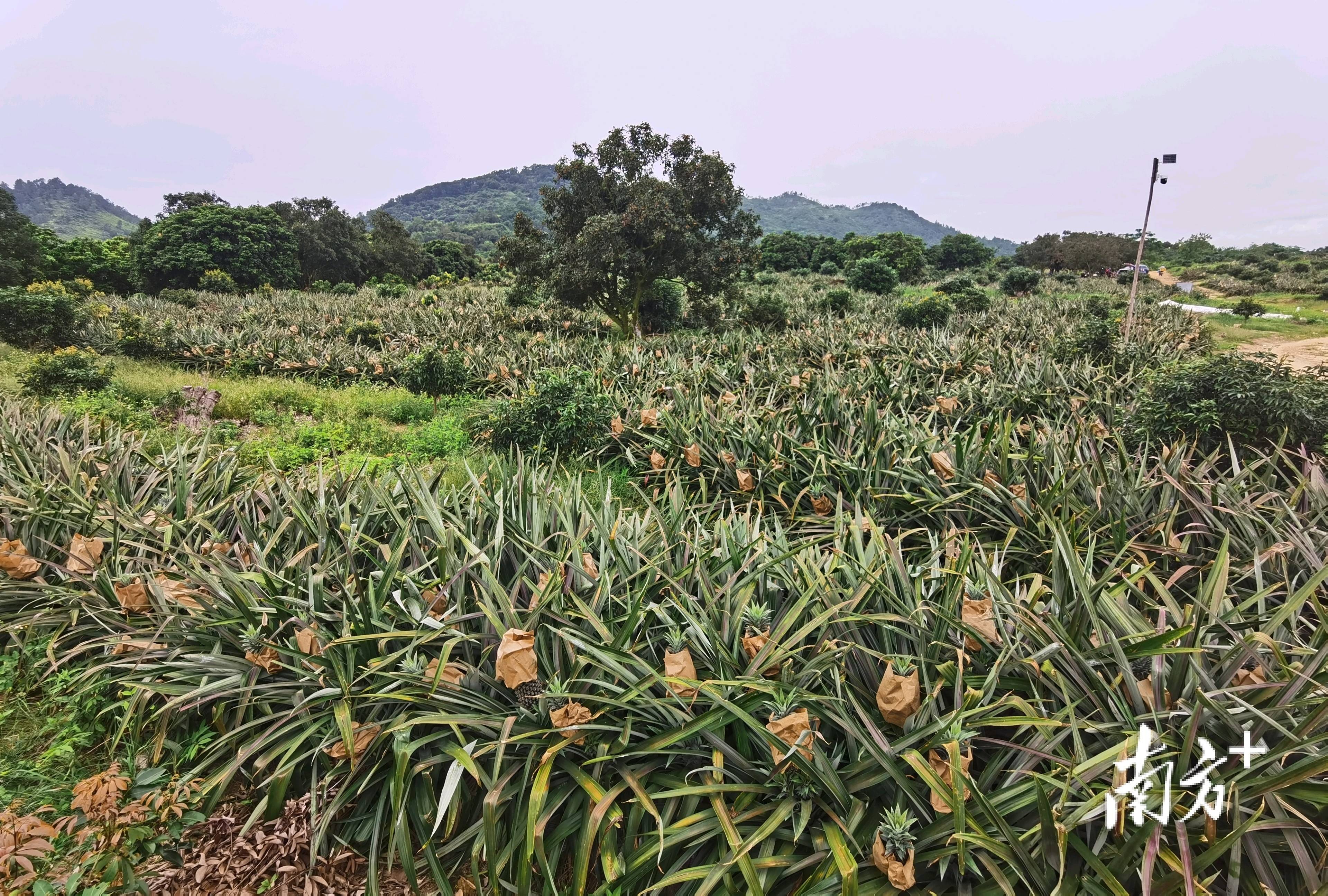 菠萝树是什么样子图片图片