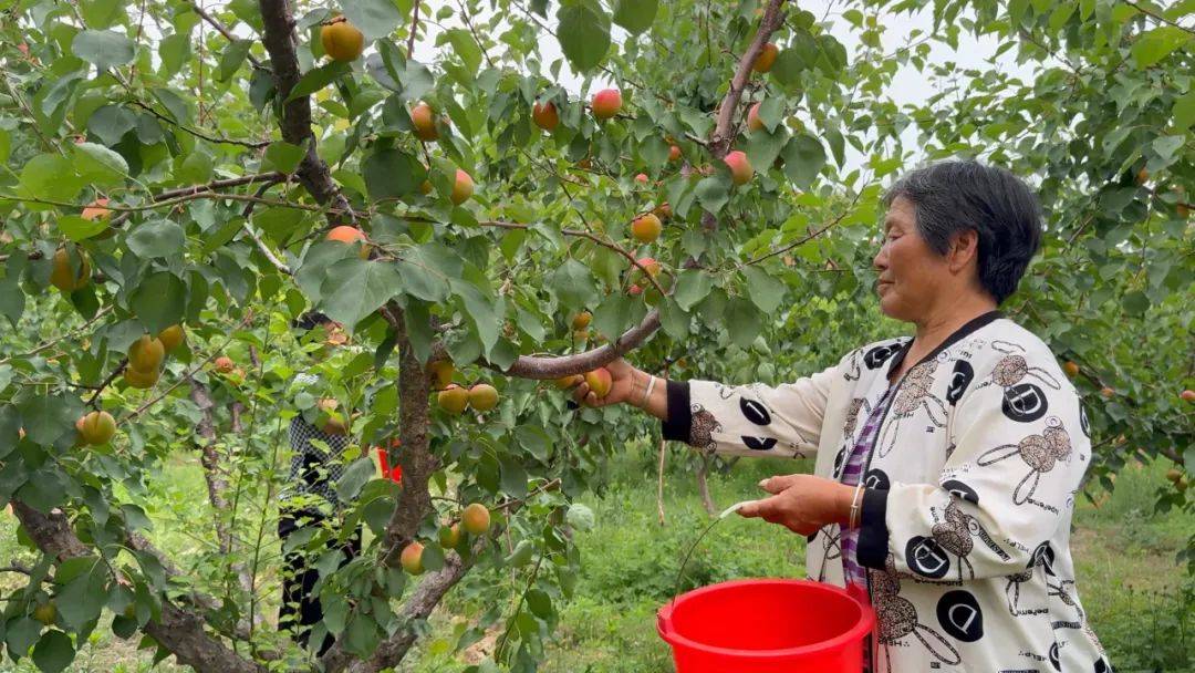 "杏"福果飘香 采摘收获忙