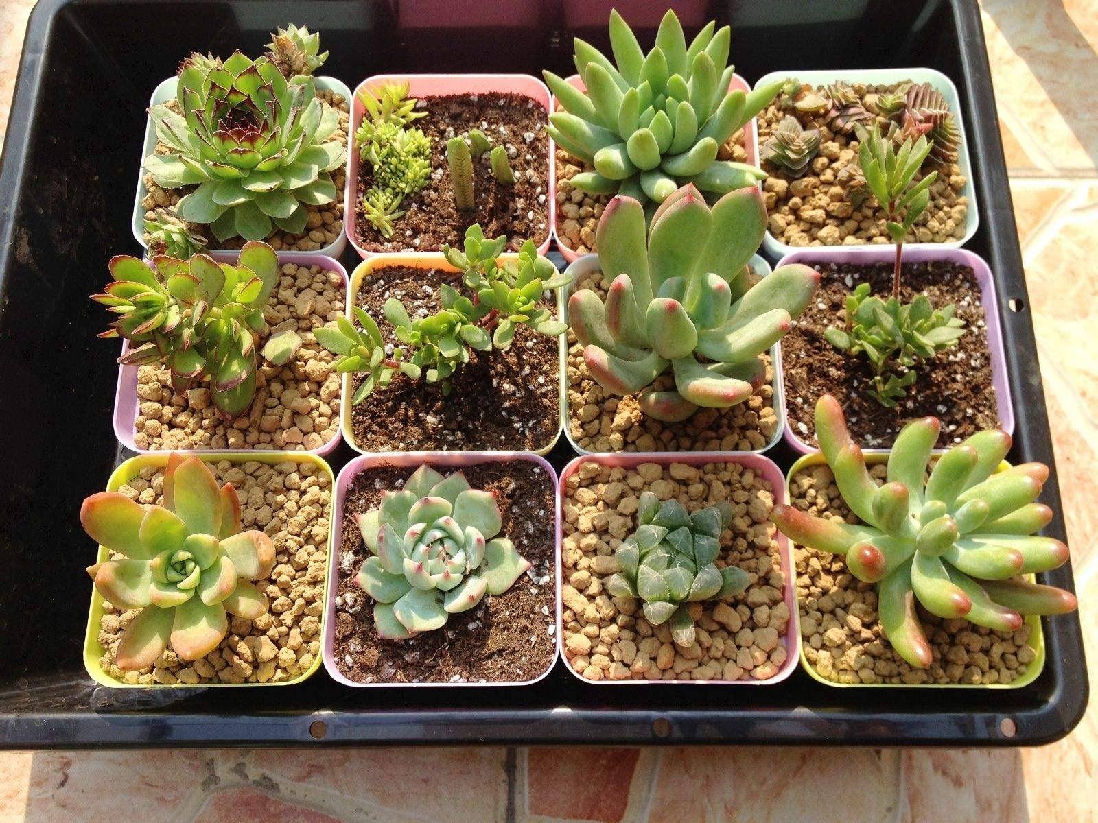 养多肉,土里加点"沙子",盆土疏松不板结,根壮叶肥,更美了