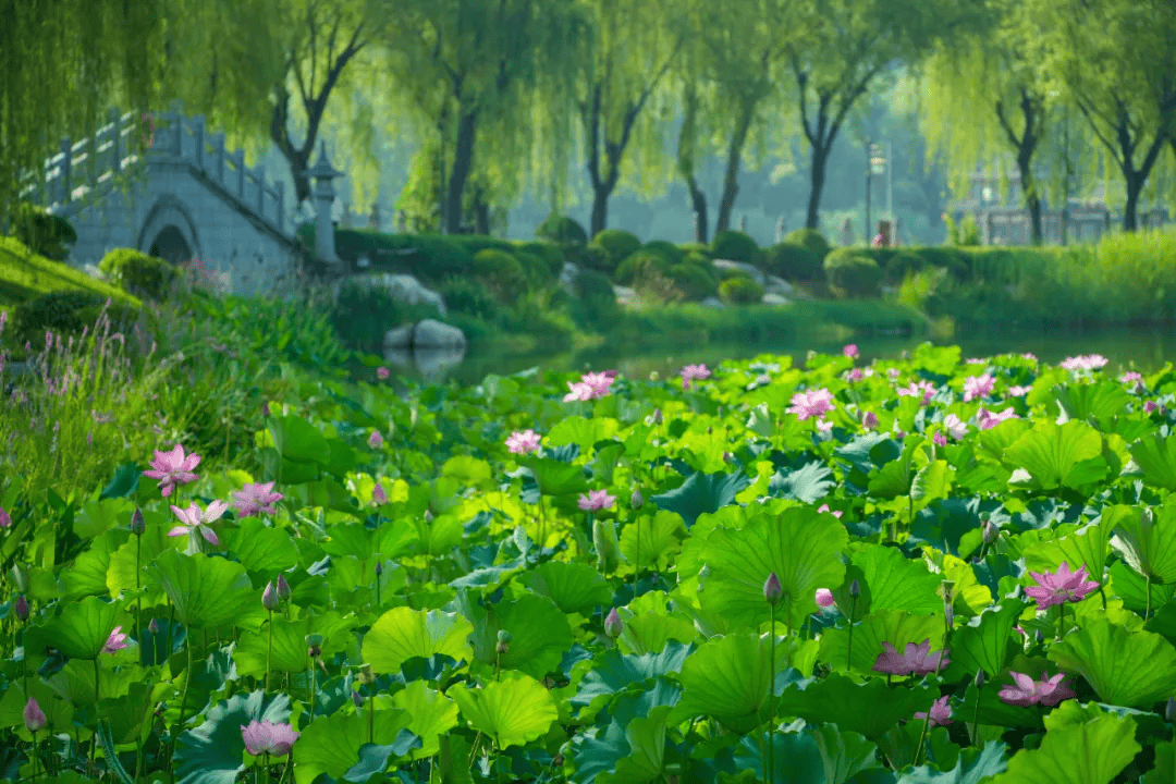 夏天公园里的花图片