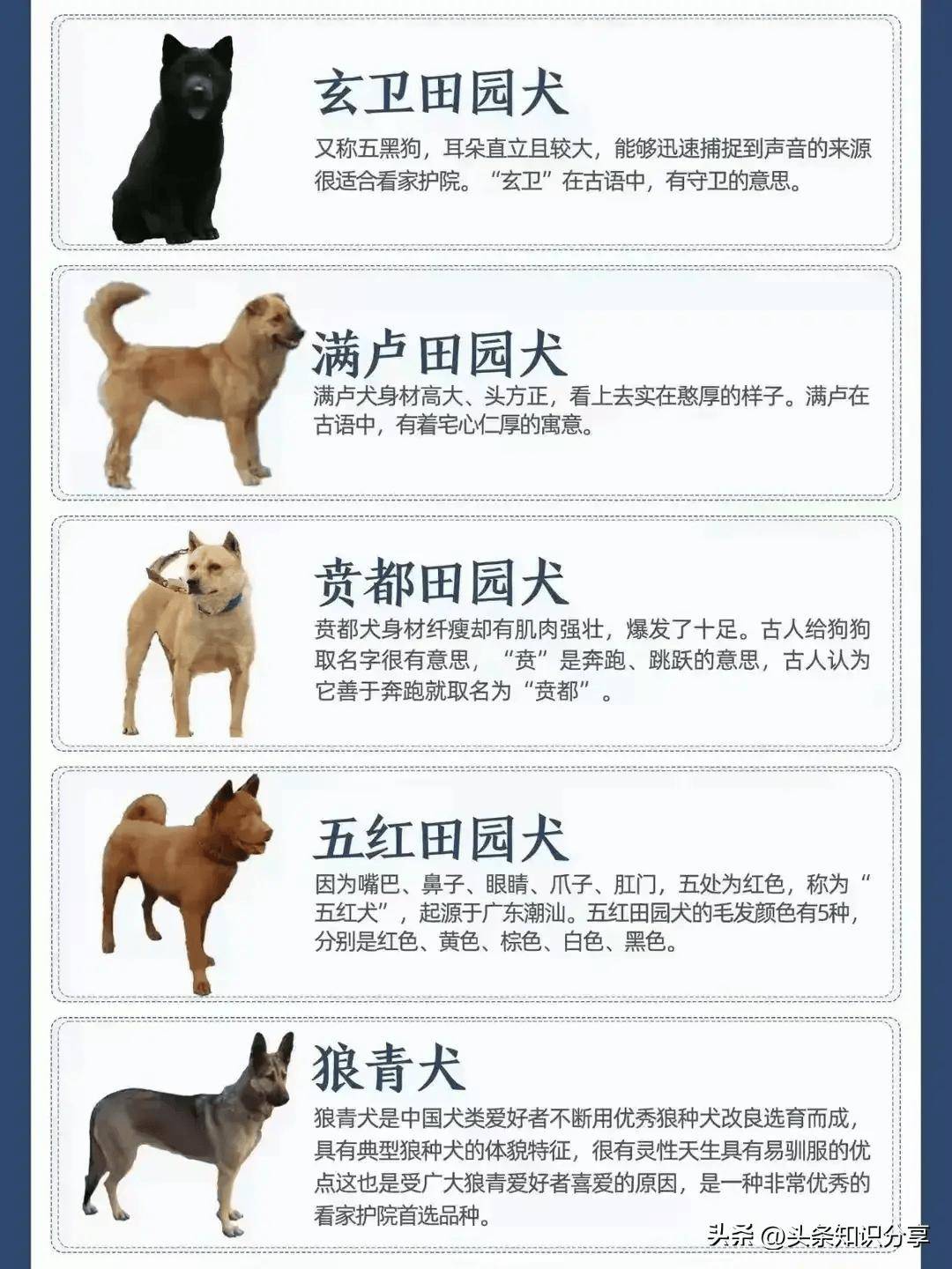 犬品种图片