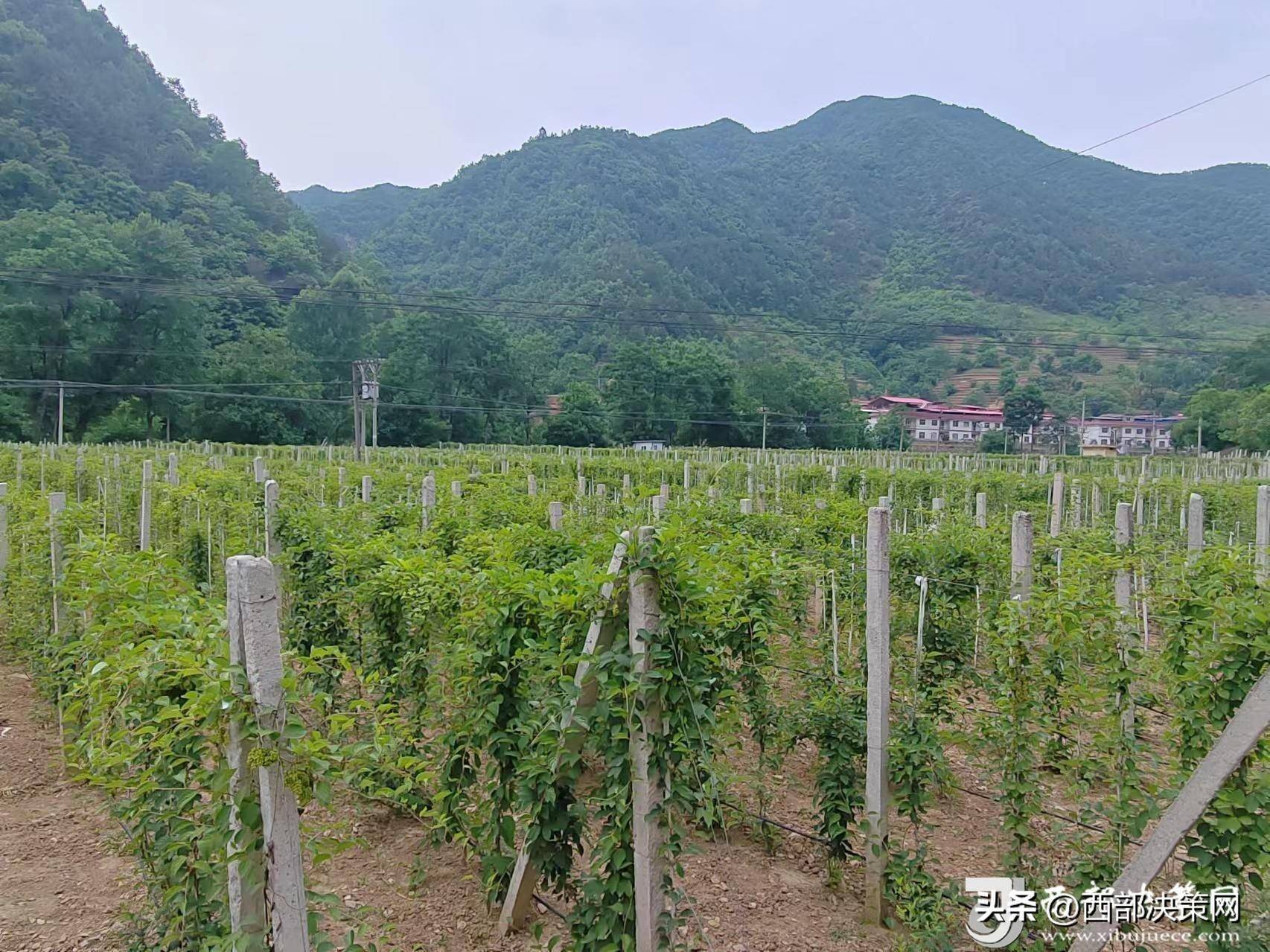 2021年种植致富前景(2021年种植致富前景怎么样)