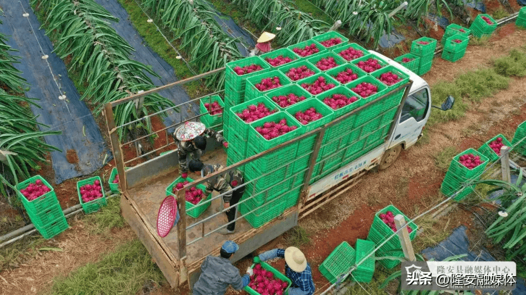 在广西金穗农业集团方八火龙果种植基地,工人们正在忙碌的进行火龙果