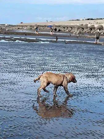 金毛去海边玩变身"泥毛",路人边笑边躲:这要怎么带回家?