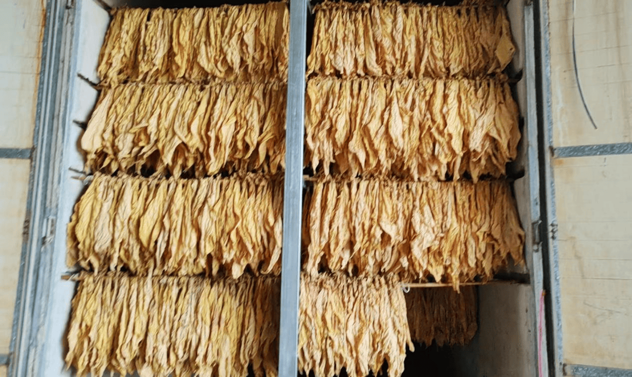 道县梅花镇:"一叶成金"助力乡村振兴_烤烟_种植户_发展