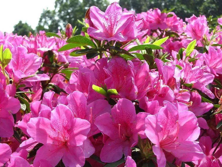 国画素材丨杜鹃花,想想都入画!