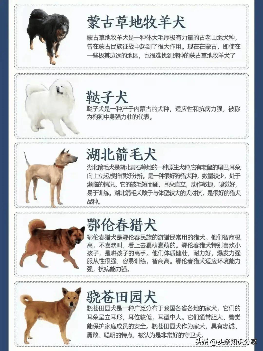 中国犬种大全排名图片图片