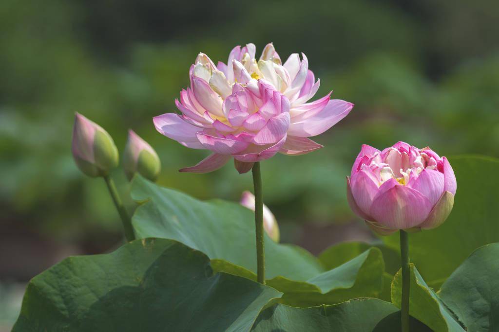 北京:莲花池公园荷花夏日绽放