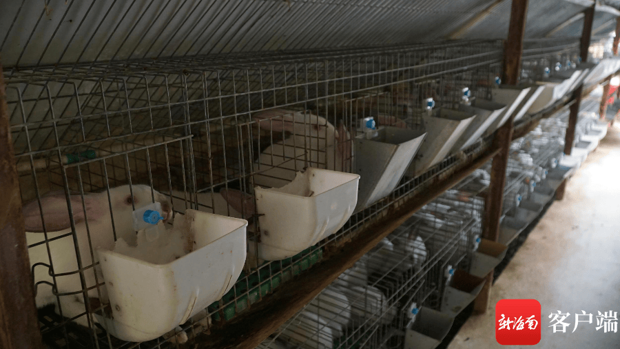 梁峻说,如今的兔舍在市场上也拥有稳定的供货渠道,从学习养殖技术