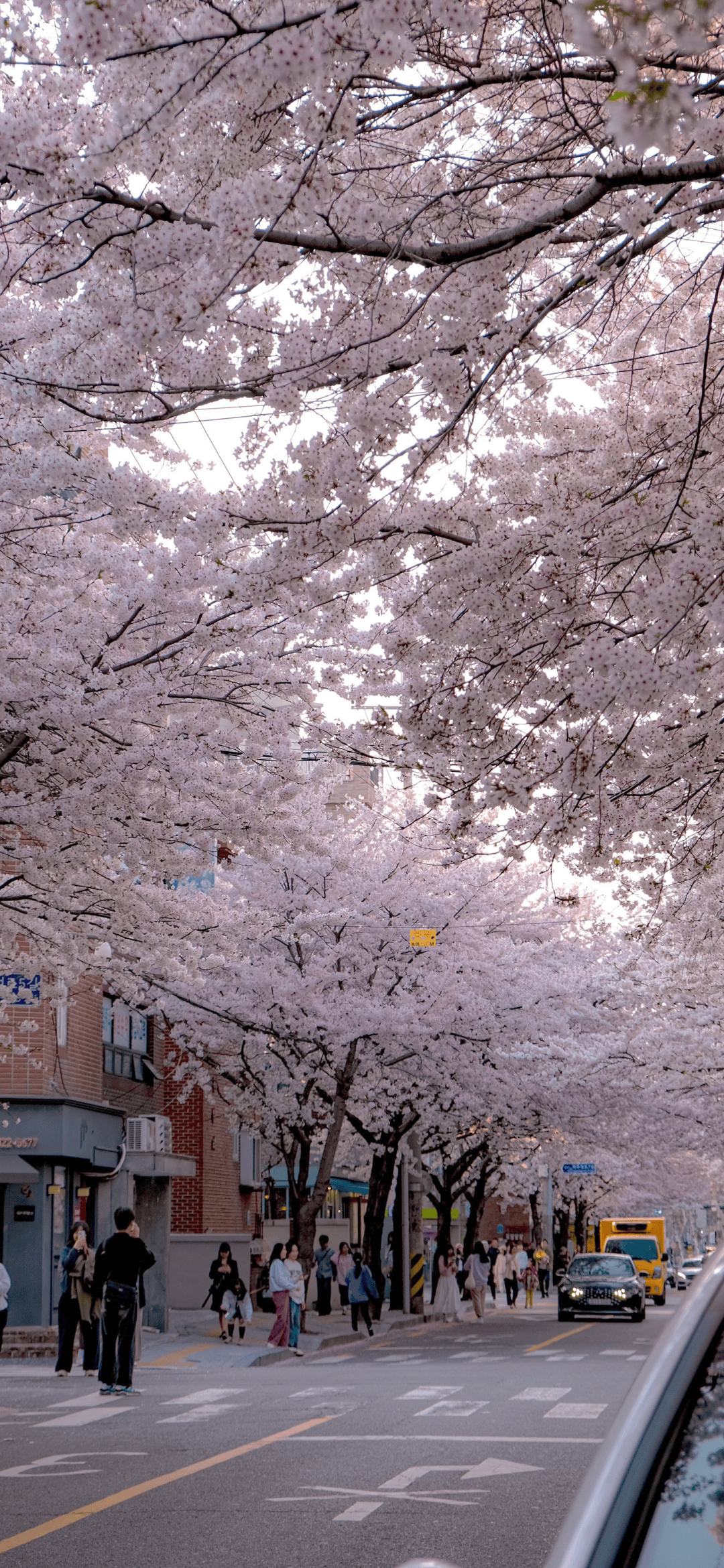 风景壁纸 chiikawa手机壁纸