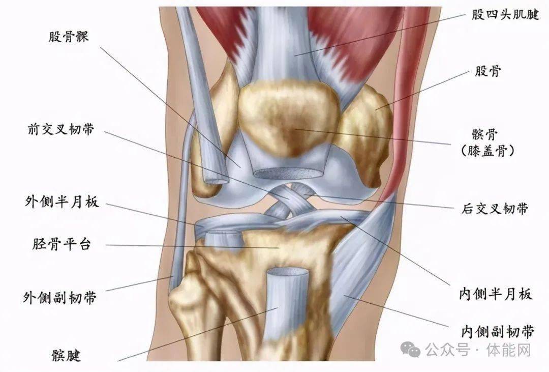 作为连接大腿骨(股骨)和小腿骨(胫骨)的枢纽,膝关节在行走,跑步,跳跃