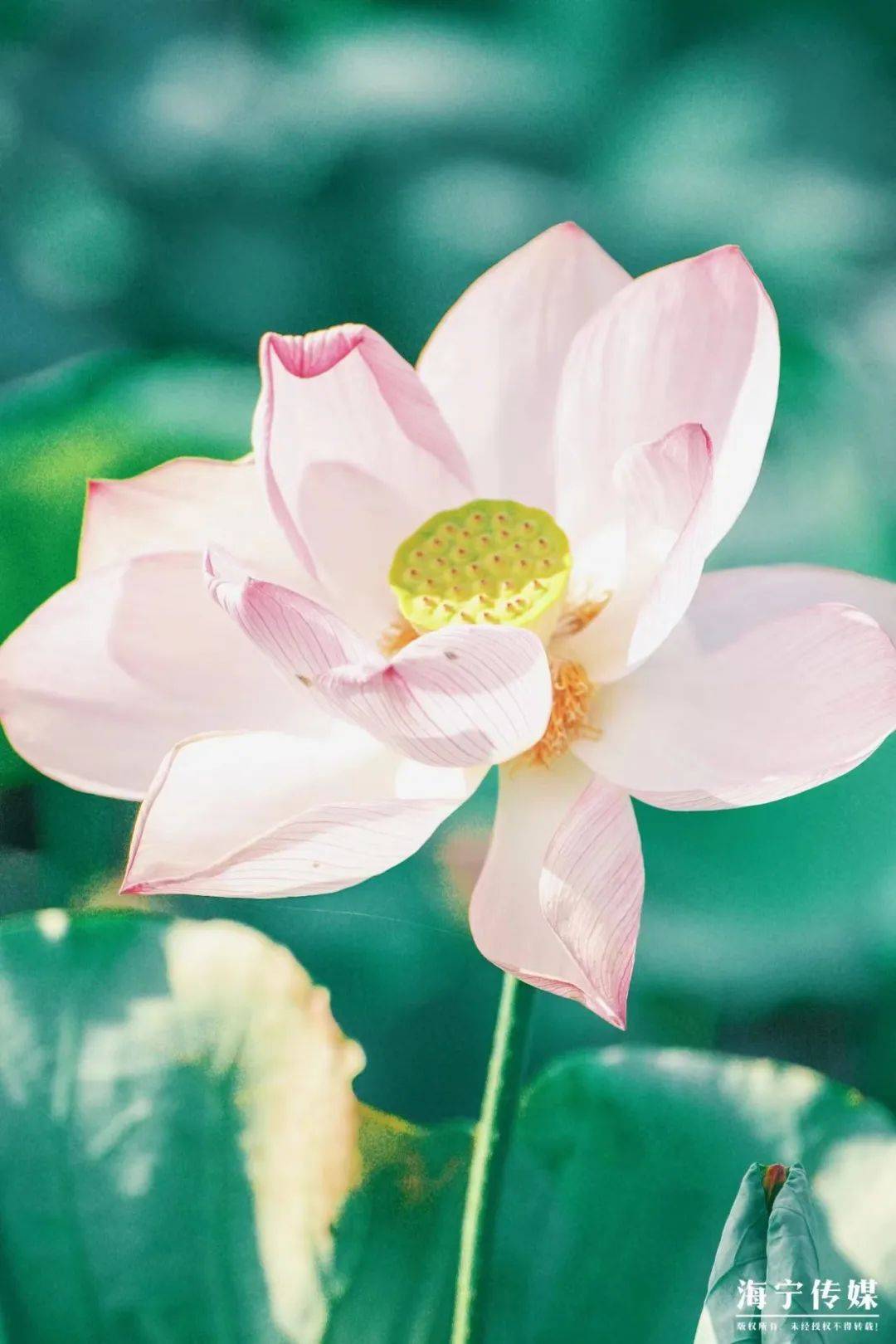 悦读·潮文丨让花成花，让树成树，写在高考落幕后_同学_作业_语文