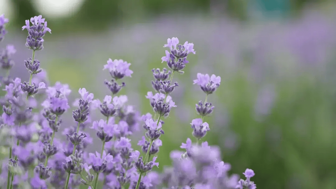 【魅力香城】薰衣草大片来袭~双河六月的绝绝紫在这里→→→快来