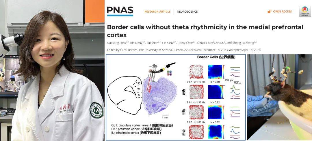 学术动态 | 国际顶刊PNAS发表新桥医院神经外科张生家团队最新研究 在内侧前额叶皮层发现新型边界细胞