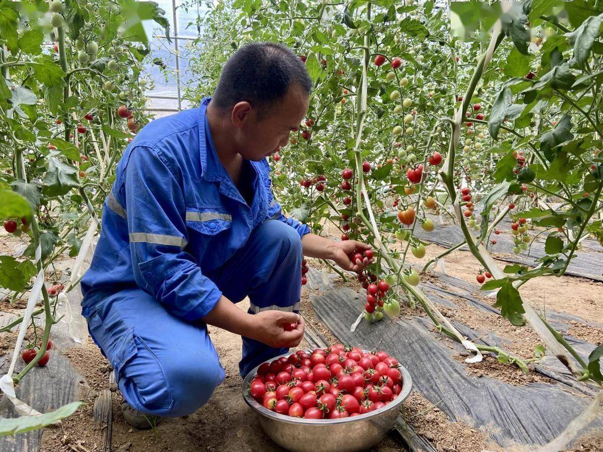 红风玲等品种的圣女果,得益于适宜的气候条件和科学的种植管理,圣女果
