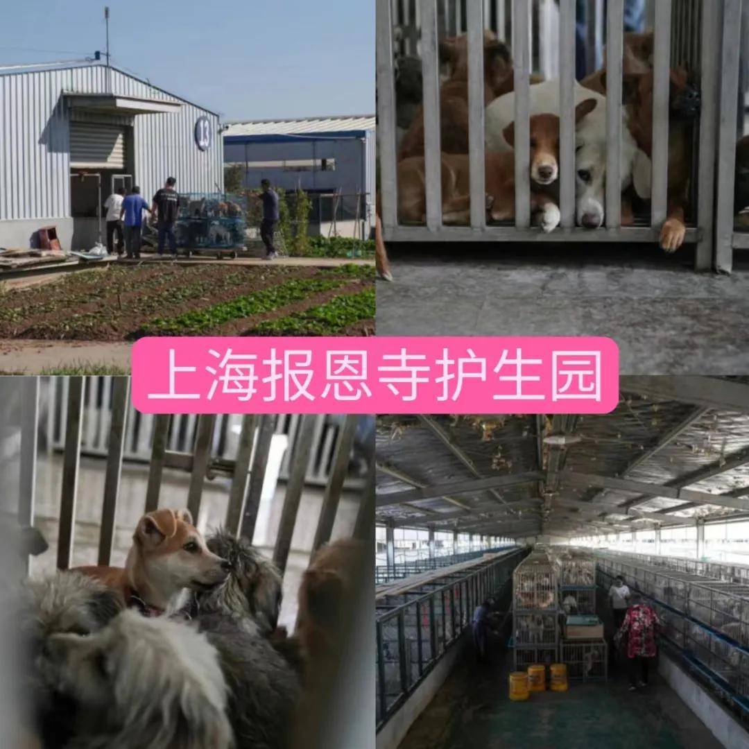 上海报恩寺普渡众生举步维艰,恳请大家伸出援手共渡难关!