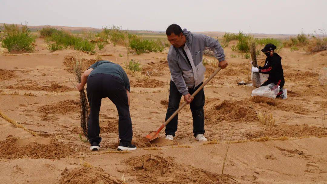 东苏旗牧民阿迪雅和牧民志愿者"扮绿"浑善达克沙地