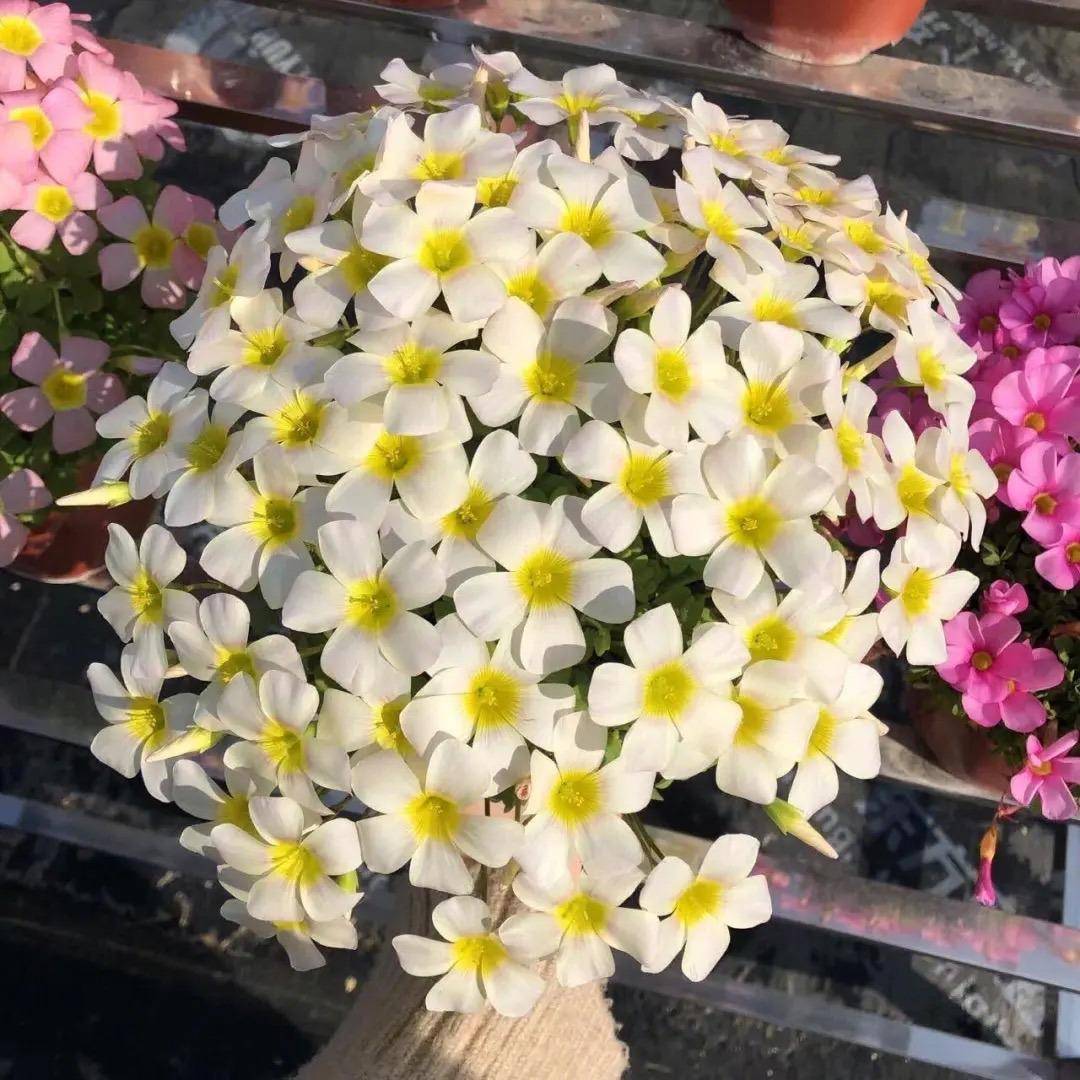 4,姬小菊它也是一种非常容易养的花儿,花色清新,蓝紫色的小花朵,怎么