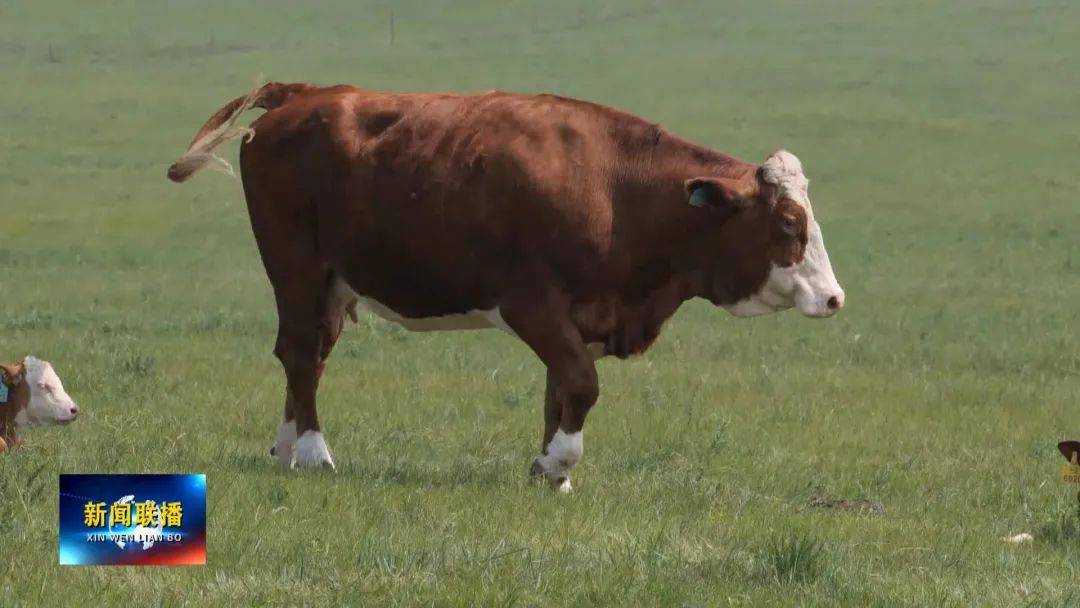 强化肉牛核心群建设 推动肉牛产业高质量发展_育种_良种_生产