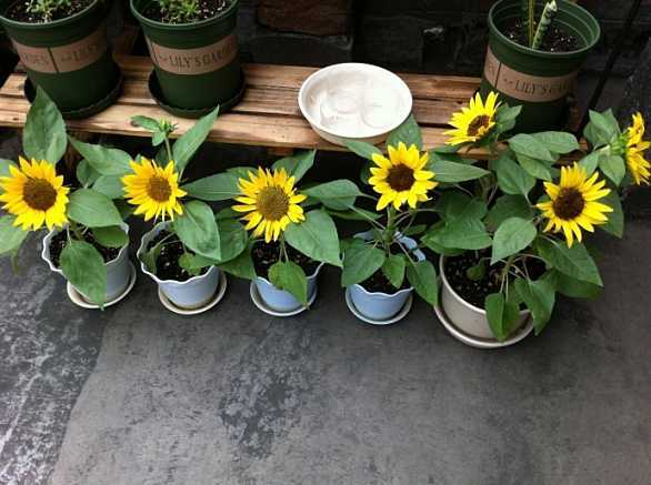 夏天就养6种花,不用怎么管,每天都开花,开满一整个阳台