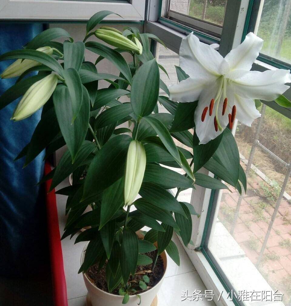 这花好养又容易爆盆,越养越多,连续开花上十年