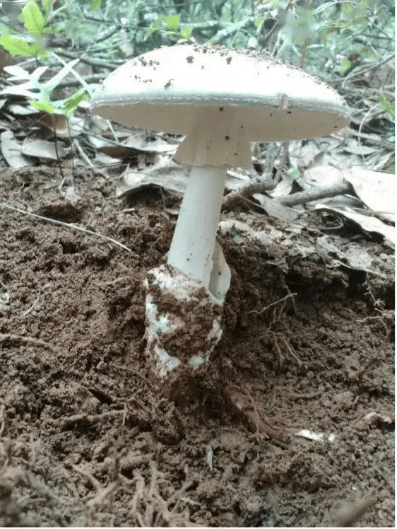 (毒牛肝)06新苦粉孢牛肝菌(苦马肝)白羊肝新苦粉孢牛肝菌(苦马肝)