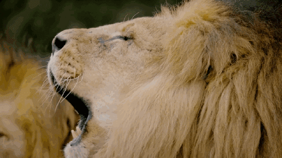 560_314gif 动态图 动图