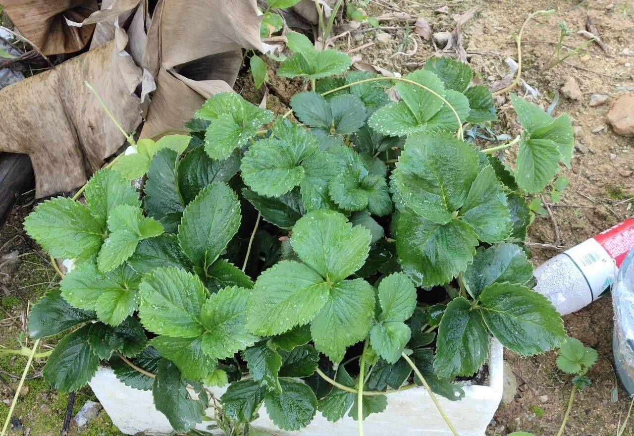 阳台种草莓,做"2点",收获"更多果",过程简单省心