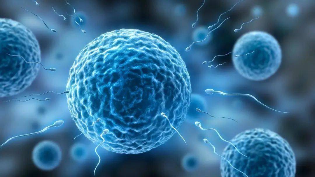 科学家拍到:人类卵子接受精子的一瞬间,会爆发出一阵巨大闪光_卵细胞