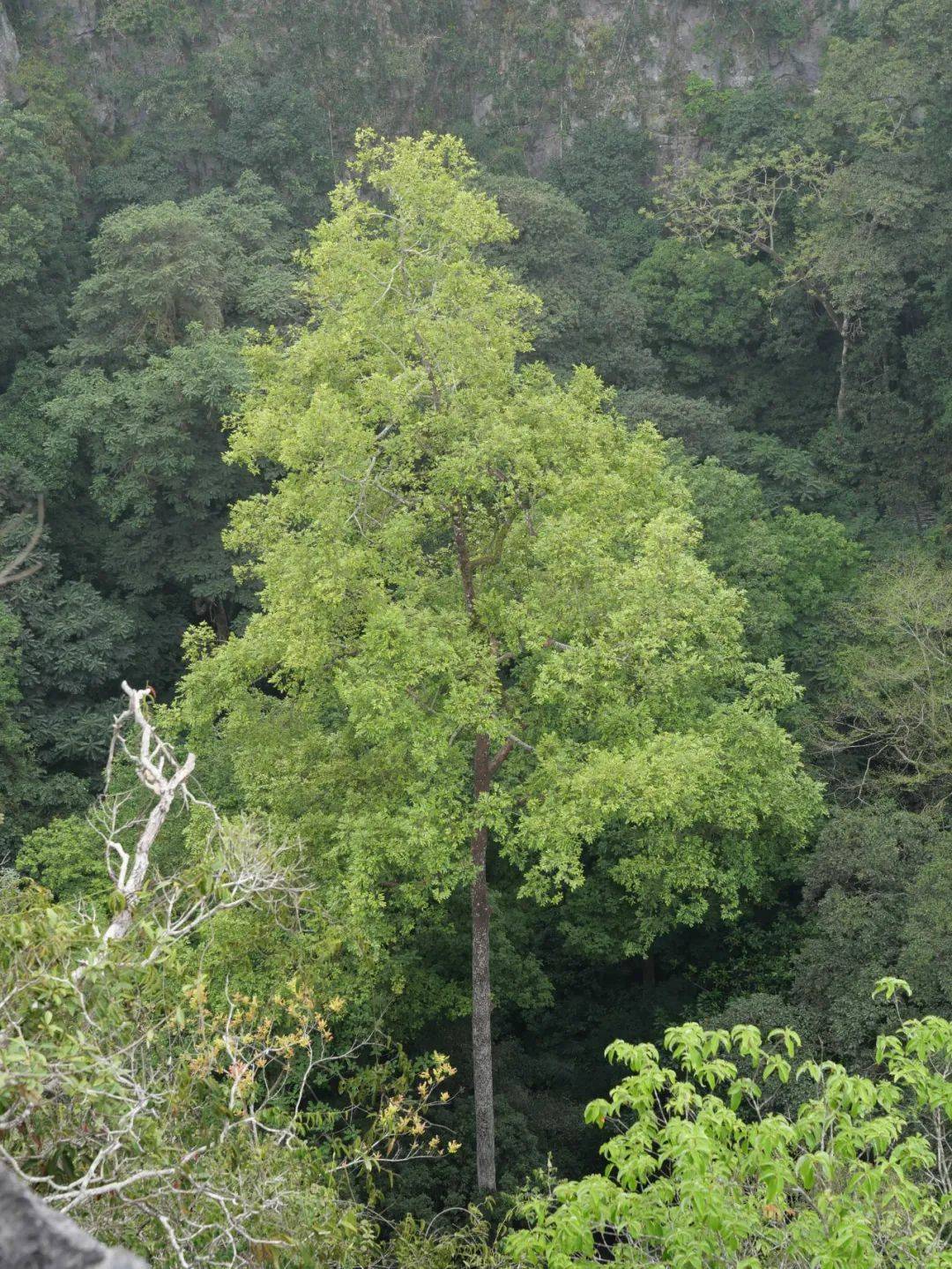 4米的望天树位于广西弄岗国家级自然保护区内新课标卷的望天树就像