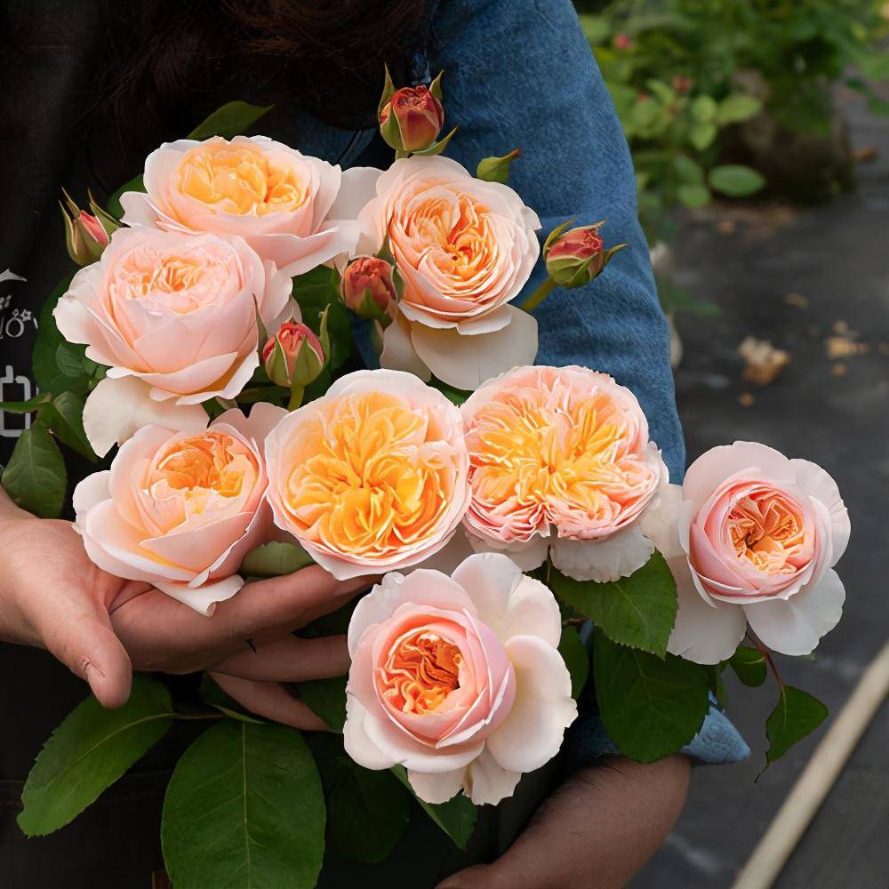 月季"切花朱丽叶"这样养,开花又美又仙,耐热耐寒花期长