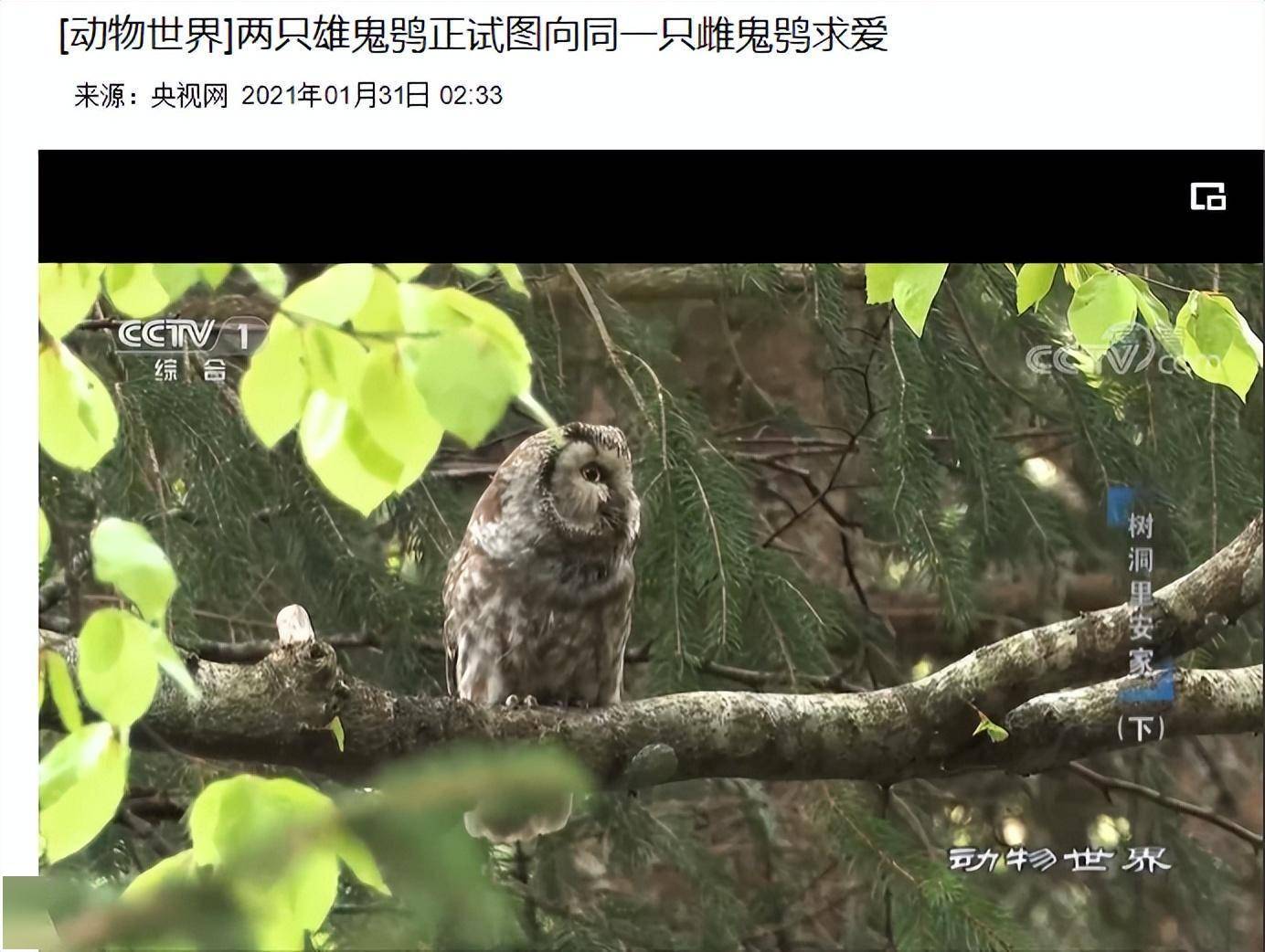 新疆发现的"鬼鸮"踪迹,叫声阴森恐怖,头大面盘显著系首次现身