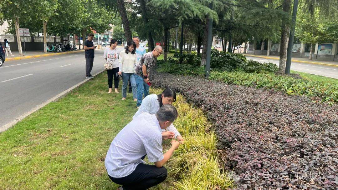 交叉互查互评 精准发现问题——市城管局组织开展园林绿化精细化养护