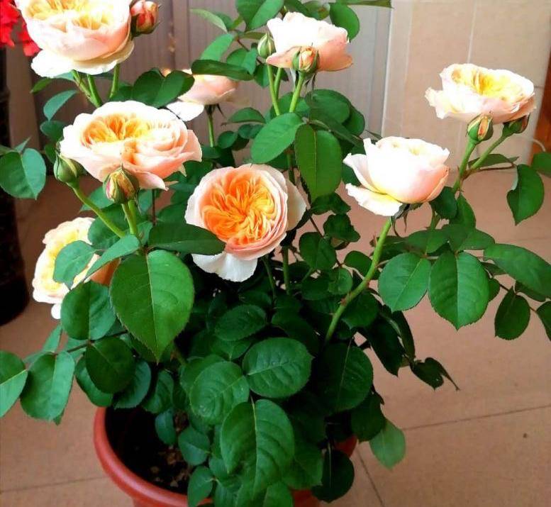 月季"切花朱丽叶"这样养,开花又美又仙,耐热耐寒花期长