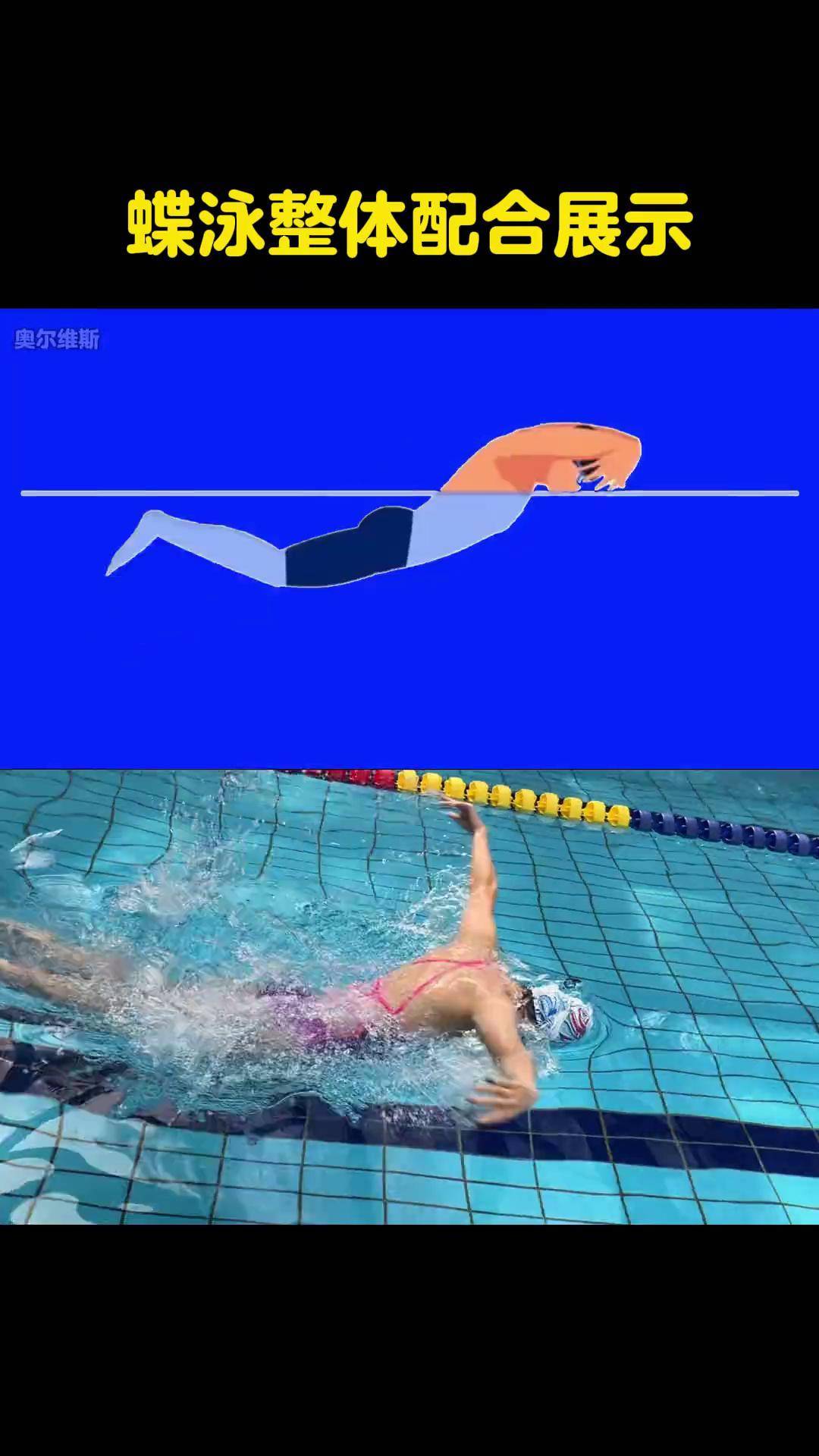 蝶泳的整体配合游泳技巧蝶泳0基础游泳教学学游泳游泳