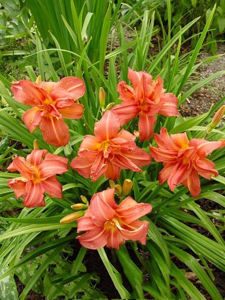 适合地栽的6种花,开花很艳很高大上,冬天不怕冷,每年都开花