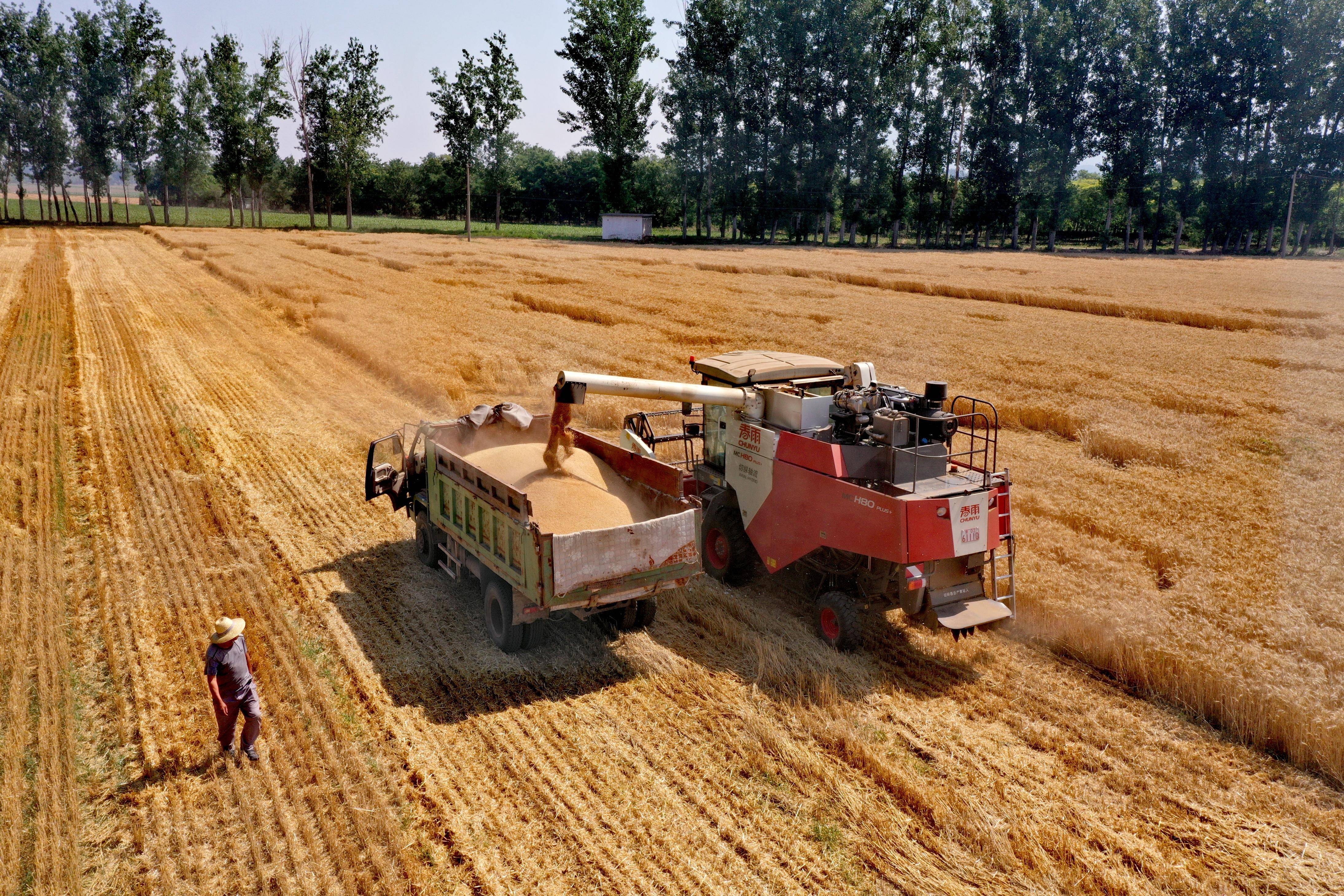 密云5000亩麦田开镰收割,农民颗粒归仓喜笑颜开