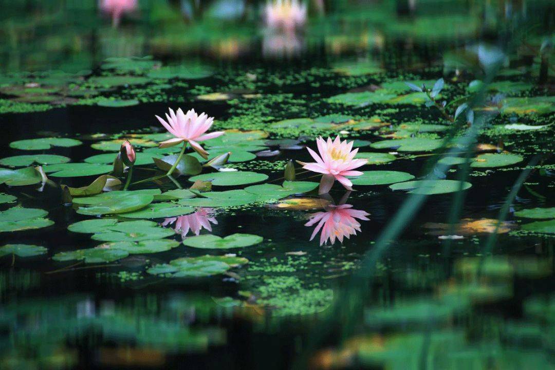 一朵荷花,绽放整个夏天