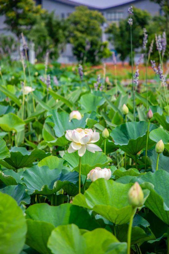 今夏,“博爱莲”第一株花开了!_公园_荷花_满池