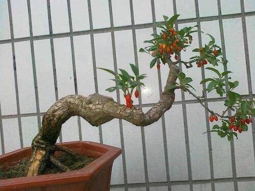 1种盆景,秋天剪1个枝插土里,长根发芽,年年结果,能吃又美观