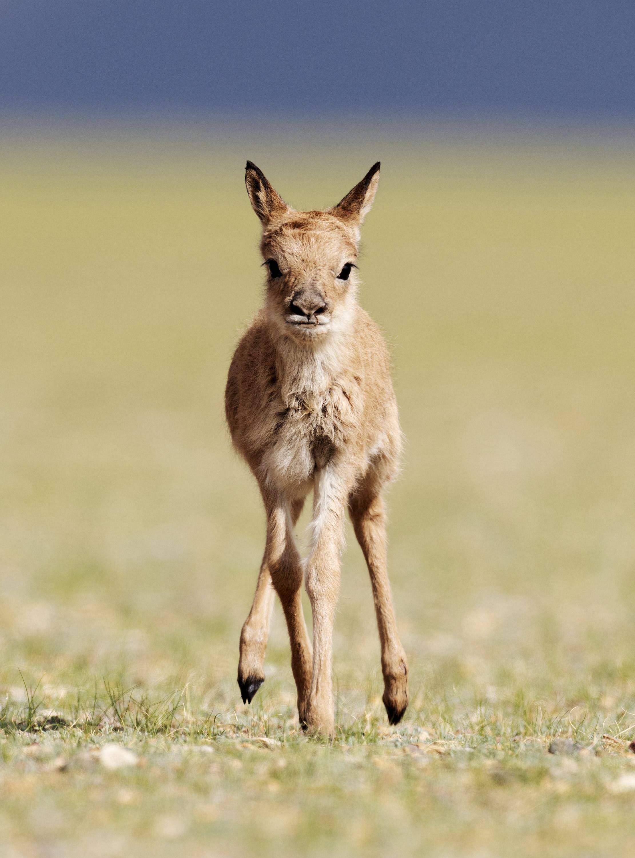 神奇动物在西藏丨藏羚羊产仔季大幕开启