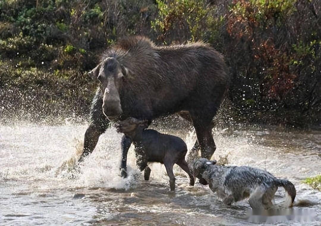 饥饿野狼捕食驼鹿,危急时刻驼鹿将狼引入水中,此时后悔都晚了!