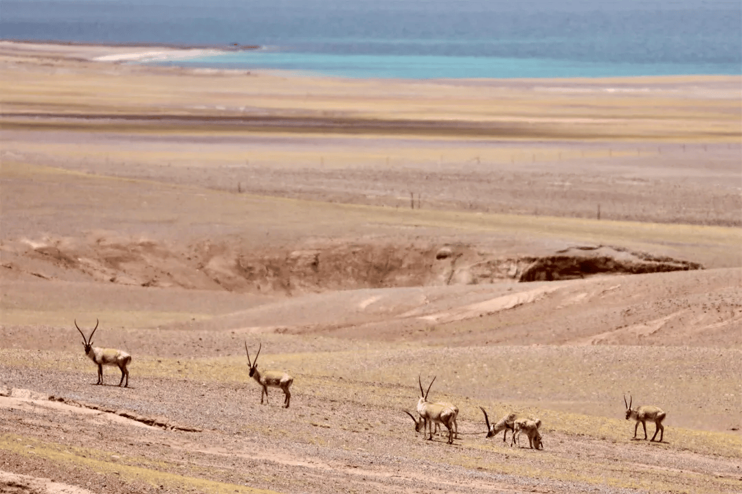 壁纸 草原 桌面 1080_720