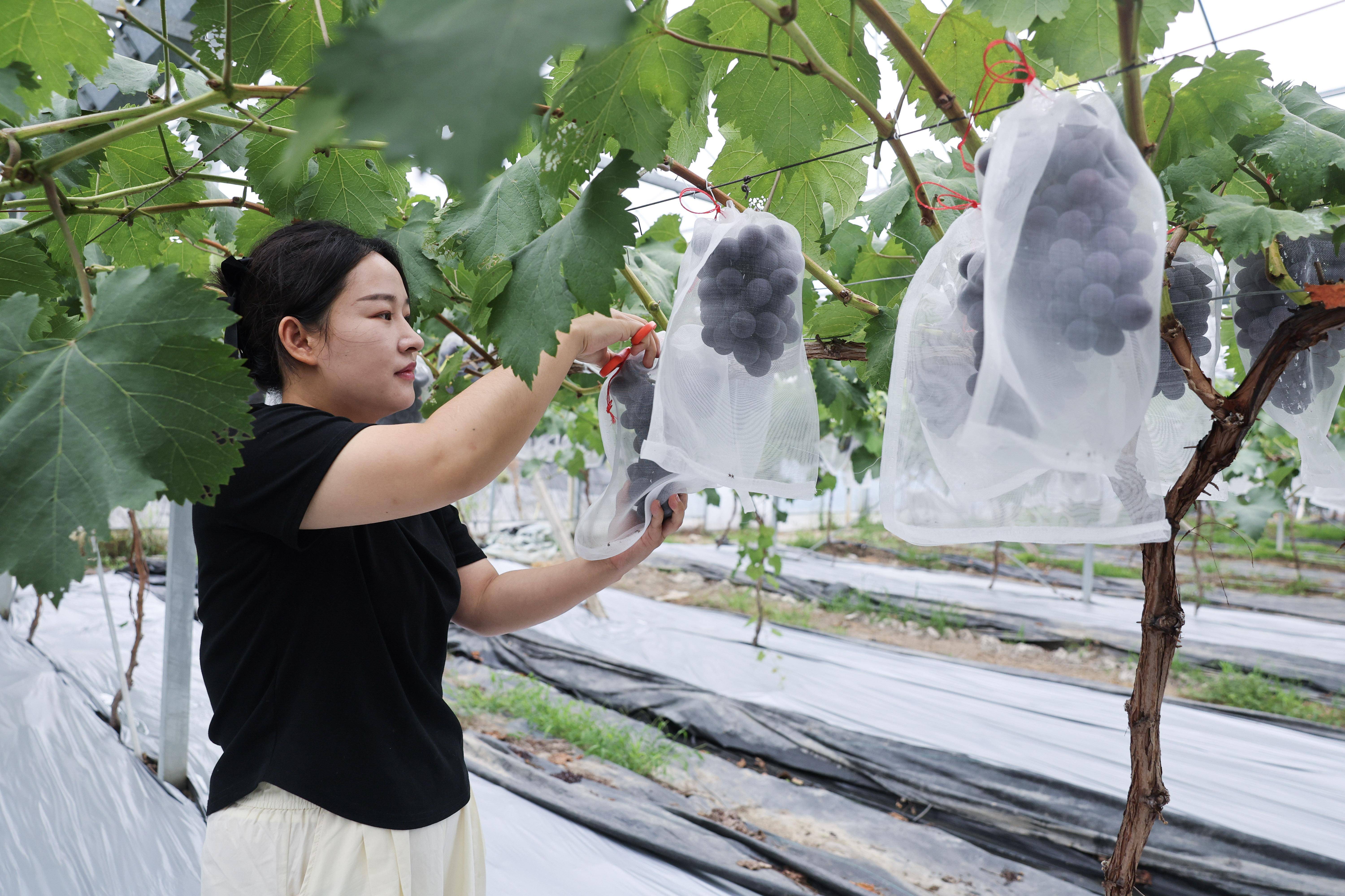 新华视点丨新产业、新业态、新技术激活乡村振兴发展新动能