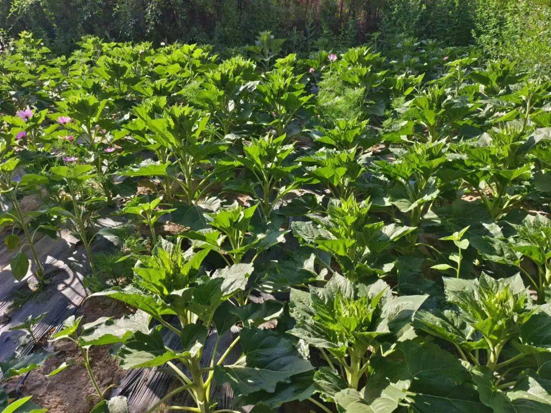 油麦菜种植全过程图片