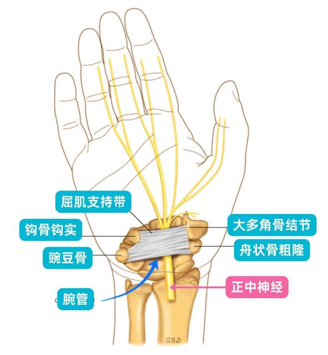 手部肌肉神经支配图片