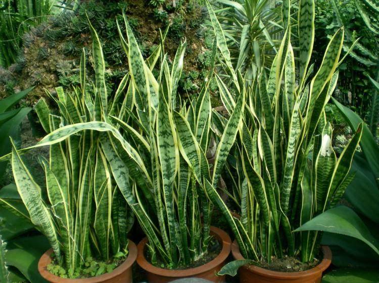 养护虎尾兰要注意什么,别忘这几点,叶片更多,美观紧凑