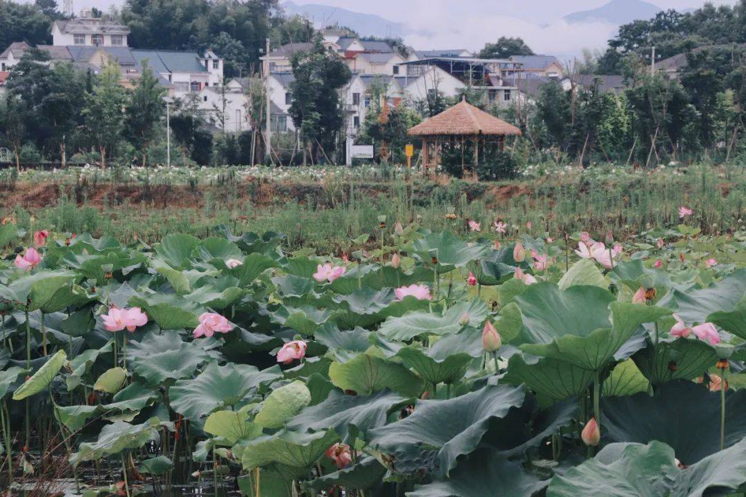 常山同心村图片