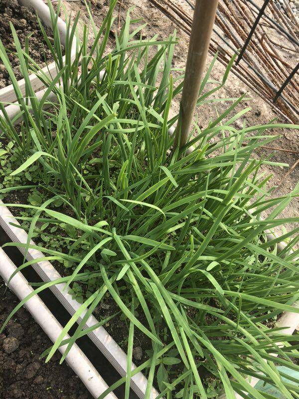 有一个露台或屋顶,种点蔬菜真好,南瓜青菜番茄,长得快,摘不完