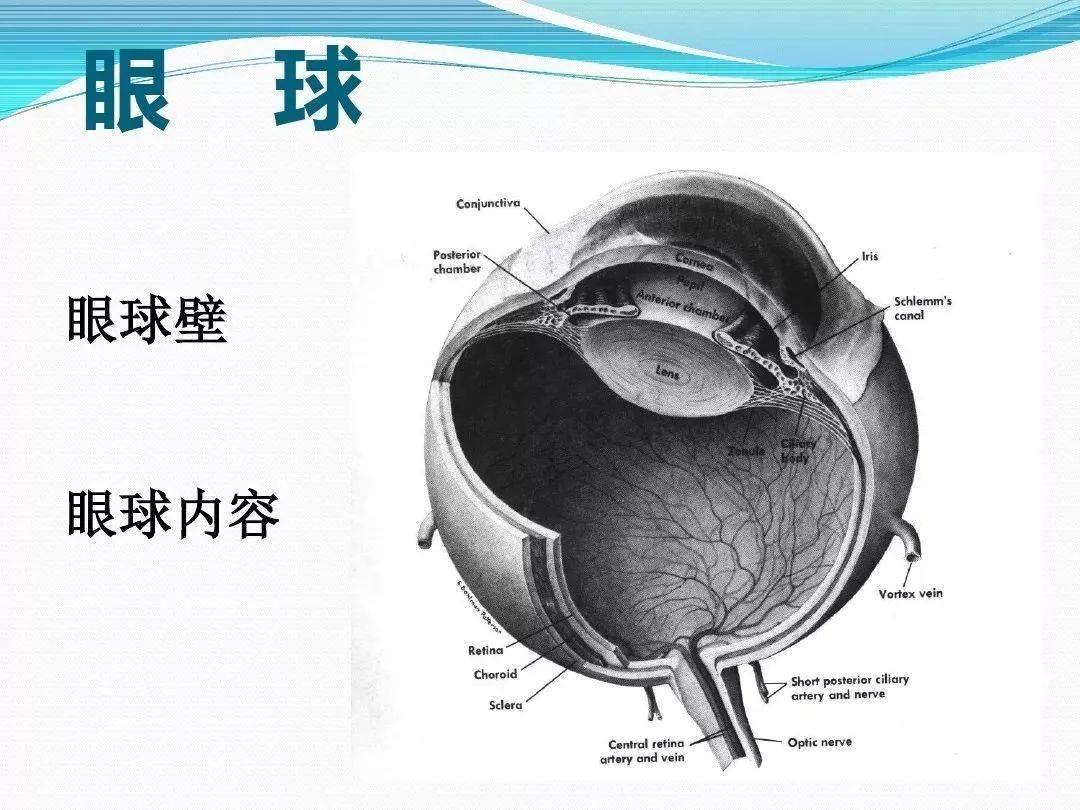 盲孔解剖图片